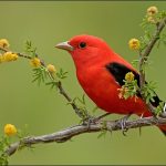 دانلود آهنگ سنی منن الا بیلمزلر هچکس از مورمن